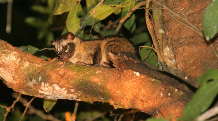 Tabin-Wildlife-Reserve-Animal-Borneo