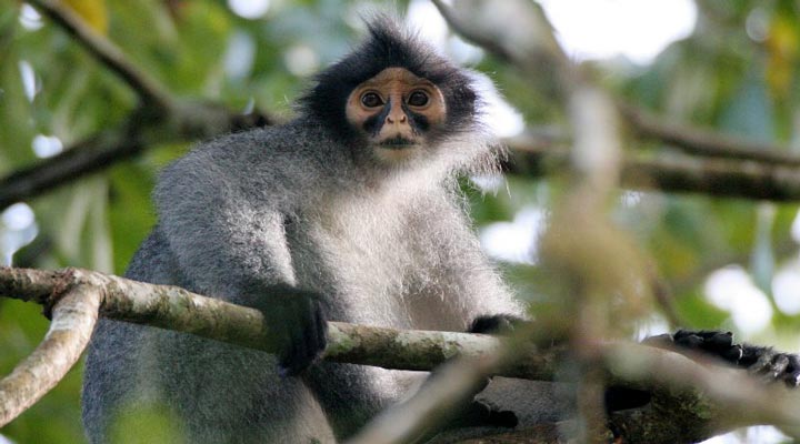 Tabin-Wildlife-Reserve-Monkey-Borneo