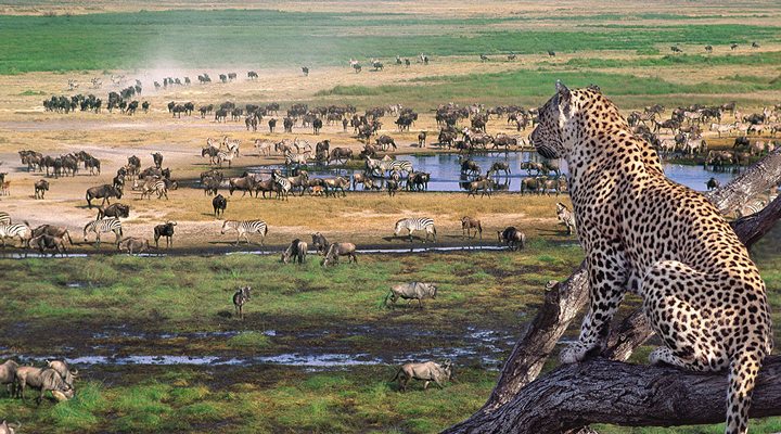 Tanzania-Chetta-watching-animals