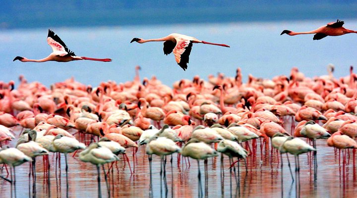 Tanzania-Flamigos-Lake-Manyara