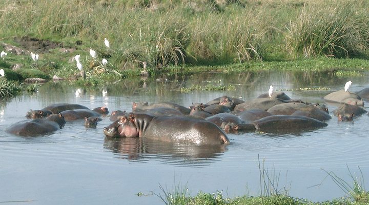 Tanzania-Hippos-in-Ngorongoro