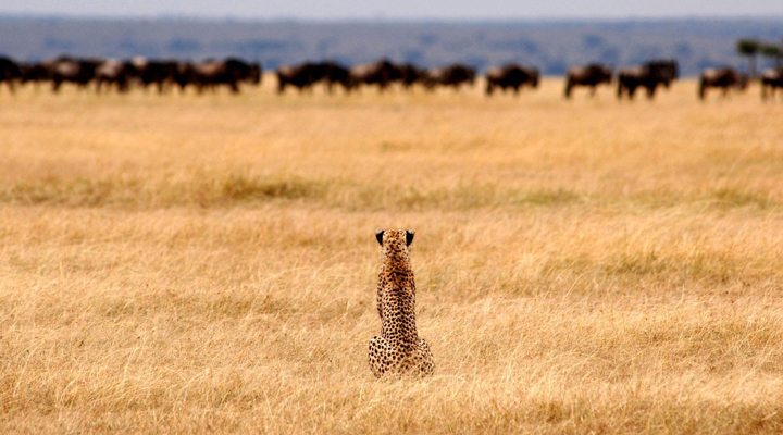 Tanzania-Lone-Chetta