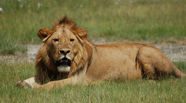 Tanzania-Ngorongoro-Lion