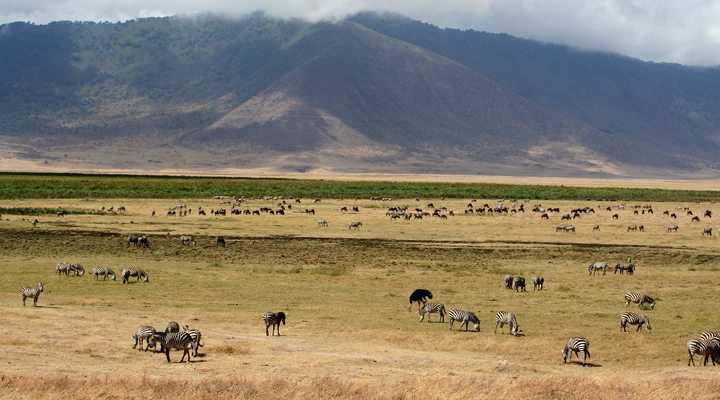 Tanzania-Ngorongoro-Zebra-Gnu-1