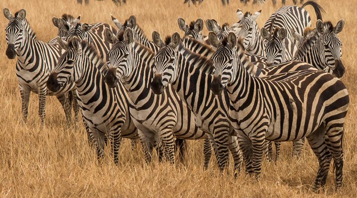 Tanzania-Ngorongoro-Zebras