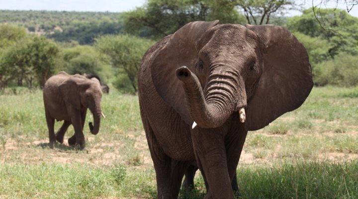 Tanzania-Tarangire-Elephant-1