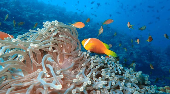 The-Nautilus-House-Reef-Husrev-Fish-Fisk-Anemonfisk-Anemonefish