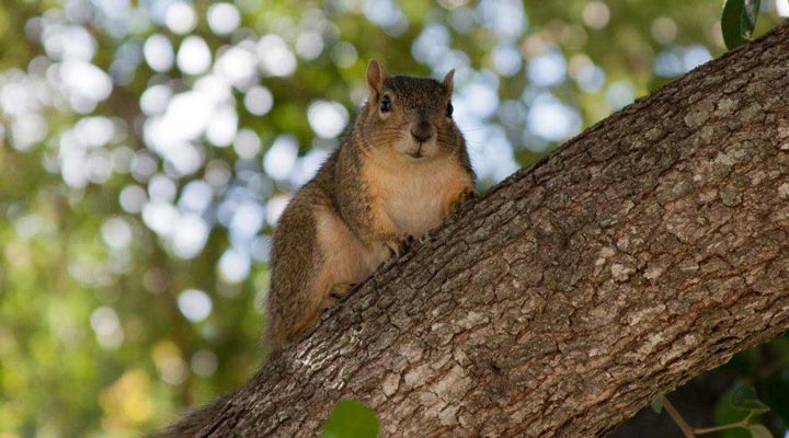 Tunamaya-Beach-Resort-Squirrel-Ekorre-Tioman-Island