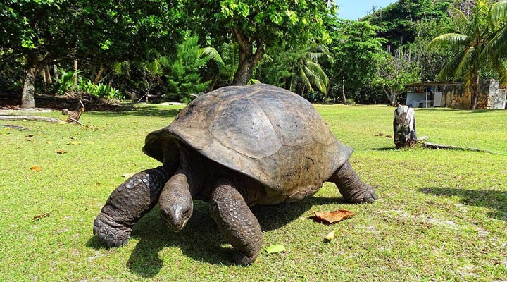 Turtle-Tortoise-Aldabra-Tortoises-Skoldpadda-Grass-Gras