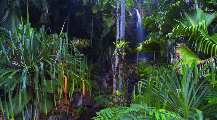 Valle-de-Mai-Praslin-Djungle-Seychelles-Seychellerna-11