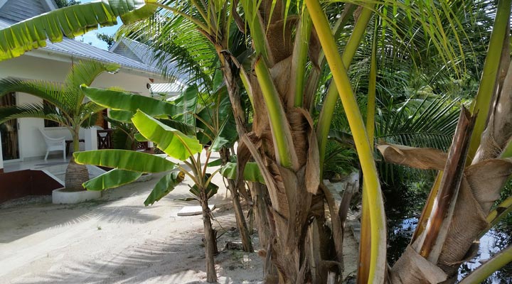 Villa-Veuve-Chalet-Room-Bananas-Bananer