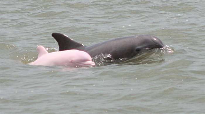 aava-pink-dolphin-thailand_4-2