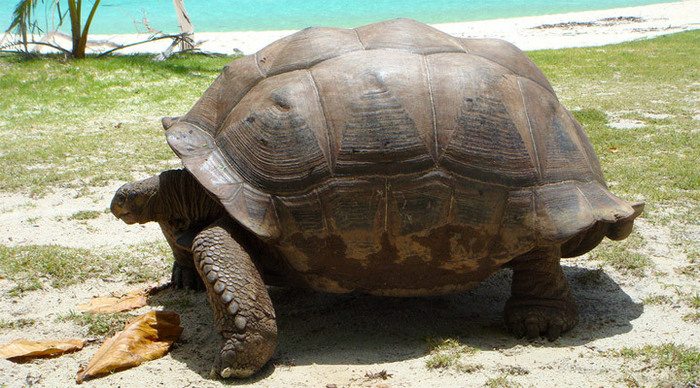 aldabra-turtle-seychelles_4-1