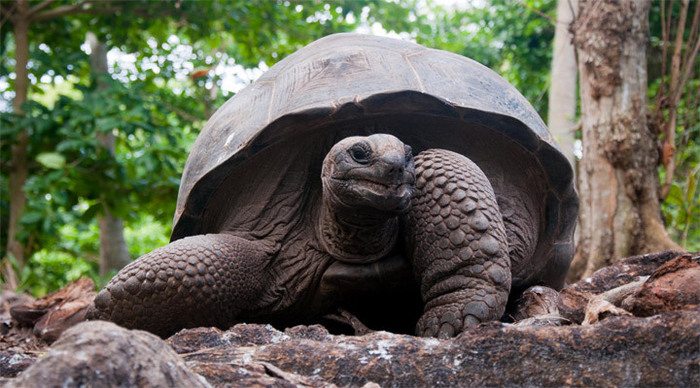 aldabra-turtles-seychelles_4-2