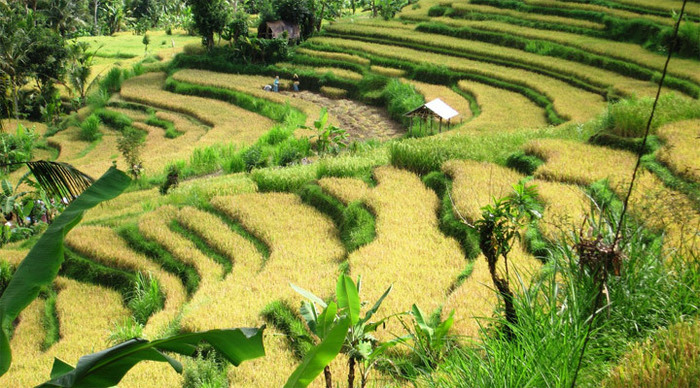 amed-bali-ricefields_4-3