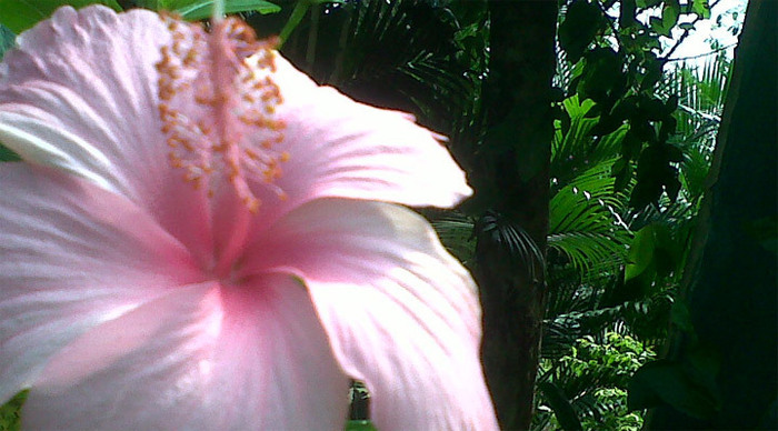 andaman-flower-india_4-2