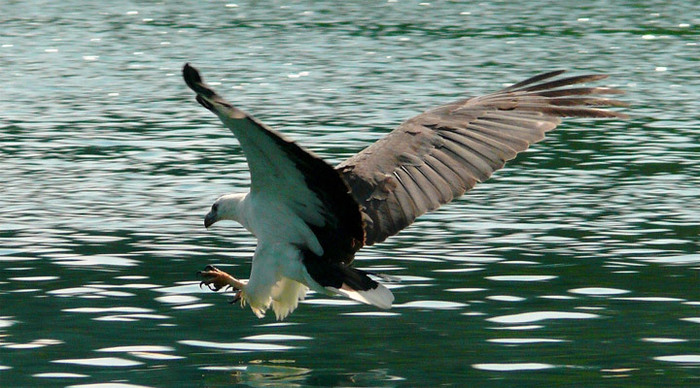 andaman-langkawi-eagle-mala_4-1