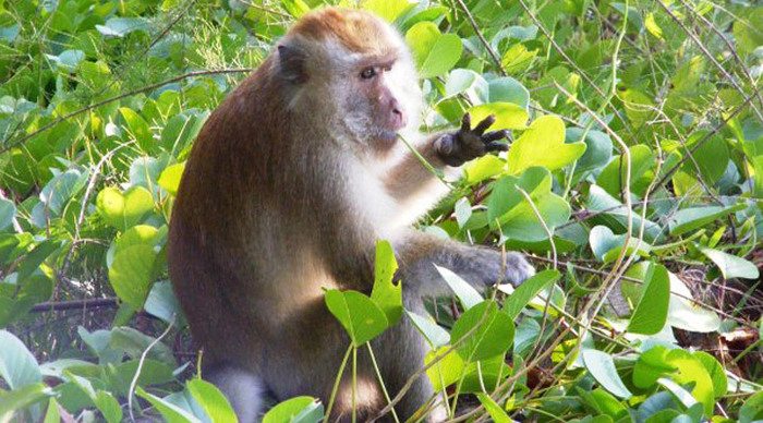 andaman-langkawi-monkey-mal_4-1