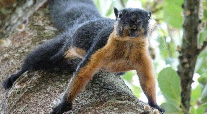 andaman-langkawi-squirrel-m_4-1