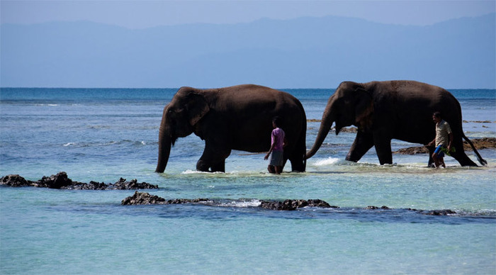 andaman-waterelephants-indi_4