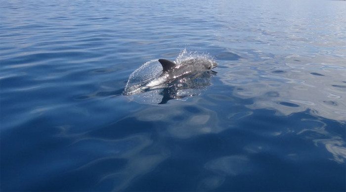 anse-soleil-mahe-dolphin-se_4-1