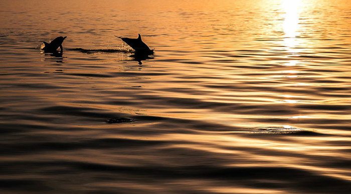 atmosphere-kanifushi-dolphins_4