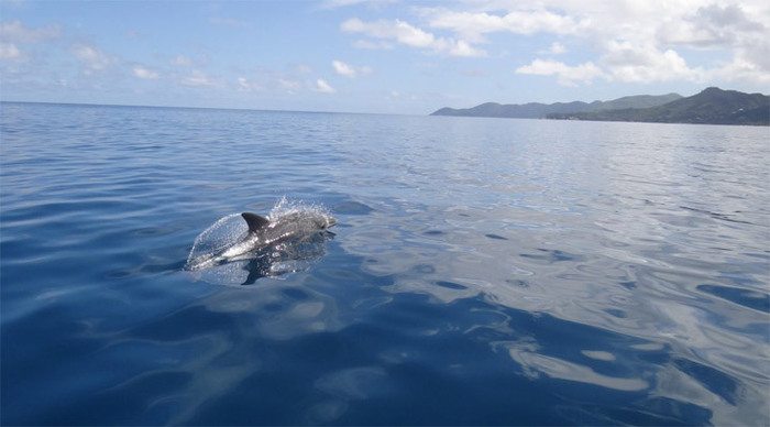 au-fond-mahe-dolphin-seyche_4-1