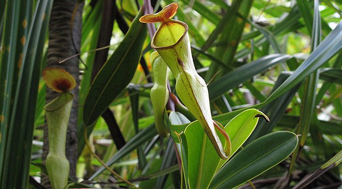 auberge-pitcher-plant-mahe_4-5