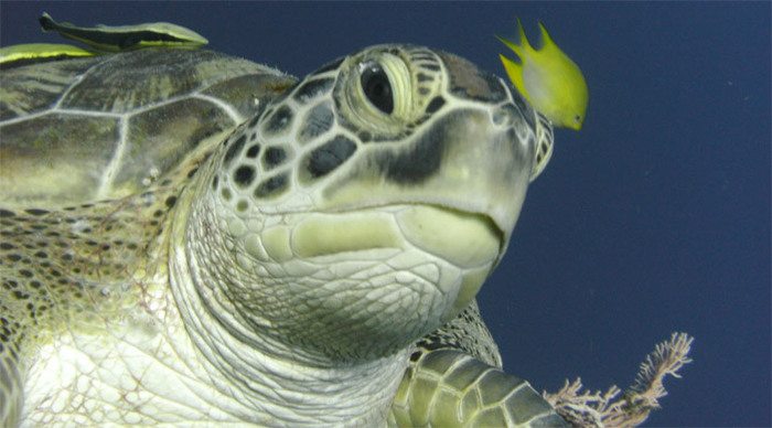 badian-island-resort-turtle_4