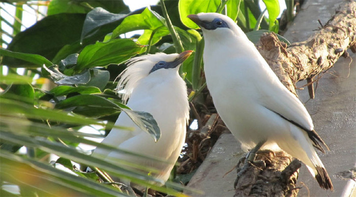 bali-birds-indonesia_4-1