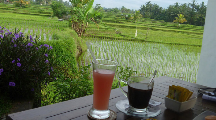 bali-ubud-ricefield-indones_4