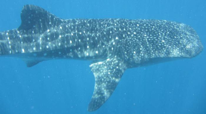 balicasag-whale-shark_4