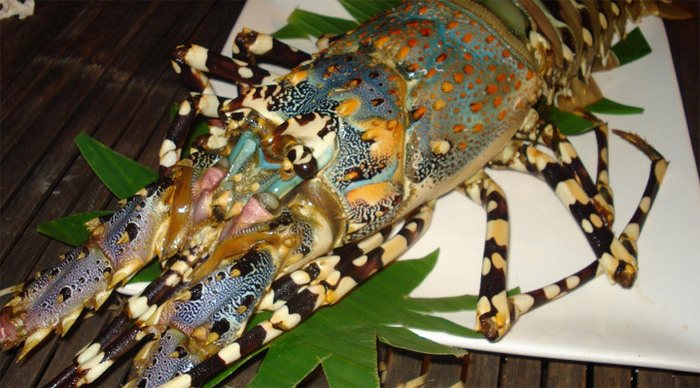 bantayan-lobster-philippine_4