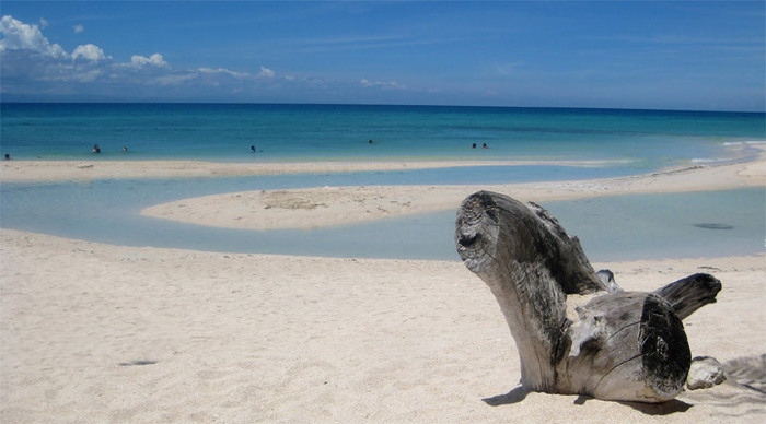 bantayan-tree-philippines_4