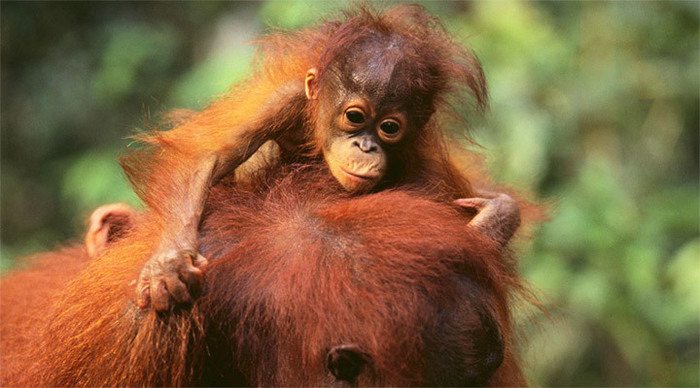 batang-orangutang_4-2