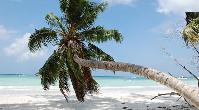 beach-villa-praslin-palm_4-1