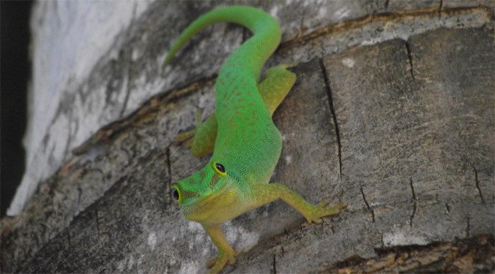 berjaya-praslin-lizard-01_4