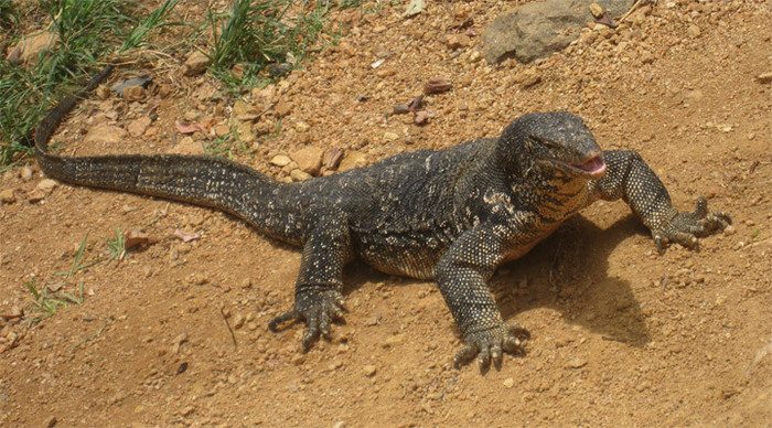 berjaya-tioman-lizard-malay_4-1