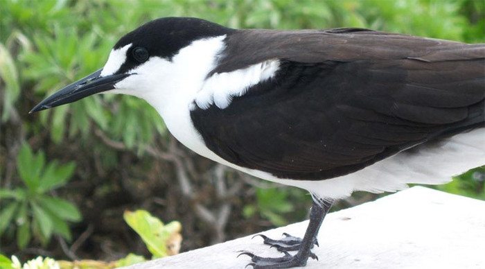 bird-island-sooty-tern-seyc_4