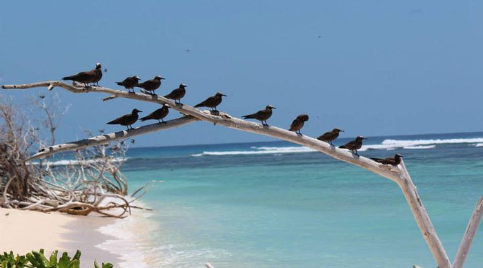 bird-island-tree_4