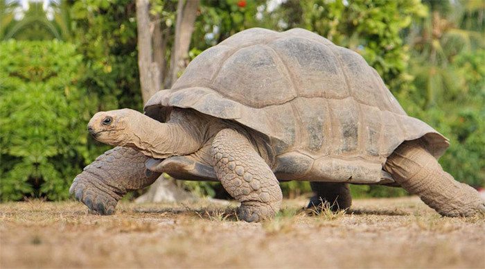 bird-island-turtle-seychell_4