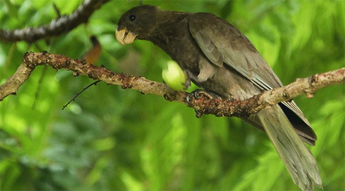 black-parrot-praslin-seyche_4-10