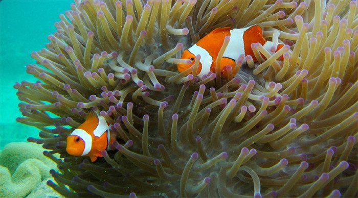 blue-lagoon-anemone-fish_4-1