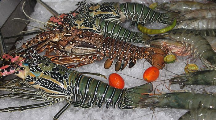 boracay-lobster-philippines_4