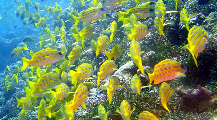 boracay-snorkeling-fish-par_4-1