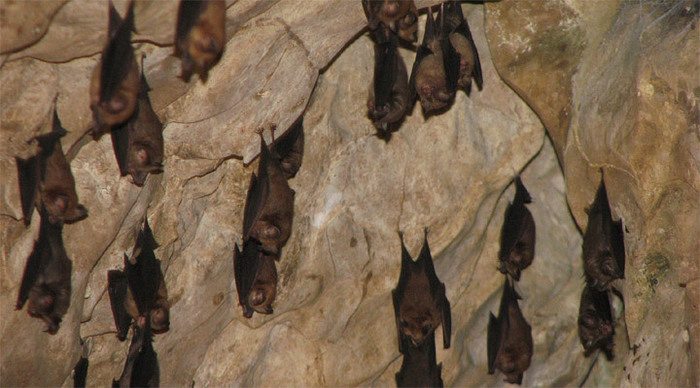 borneo-bats-gomantong-caves_4-2