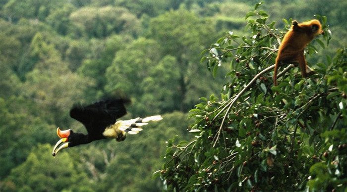 borneo-bird-monkey-malaysia_4-11