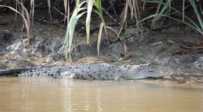 borneo-crocodile-malaysia_4-1