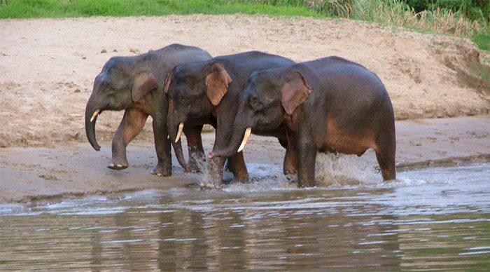 borneo-elephants-malaysia_4-10