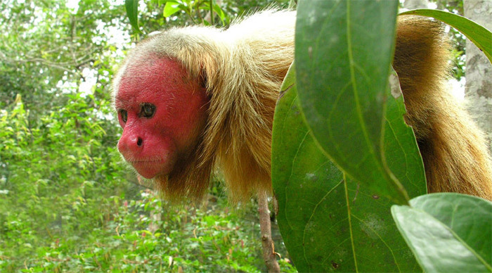 borneo-monkey-malaysia_4-2